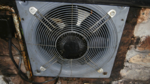 fan